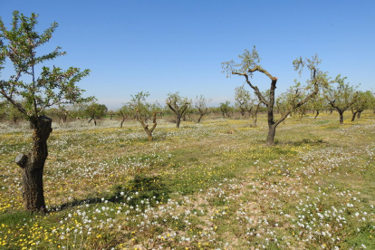 Arbres florits, camps verds i bon temps...ja és aquí la primavera!