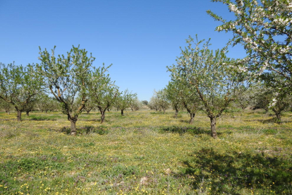 Arbres florits, camps verds i bon temps...ja és aquí la primavera!