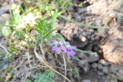 Arbres florits, camps verds i bon temps...ja és aquí la primavera!