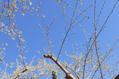 La primavera vista des d'Almacelles.