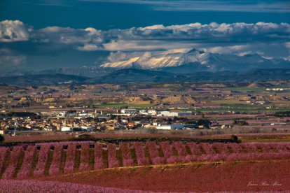 Arbres florits, camps verds i bon temps...ja és aquí la primavera!