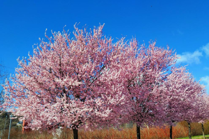 Arbres florits, camps verds i bon temps...ja és aquí la primavera!