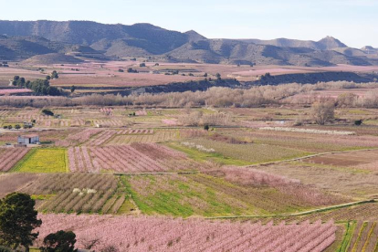 Camps florits a La Granja d'Escarp