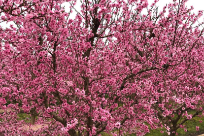 Aquesta és   una imatge dels camps de fruites que encara estan creixent.