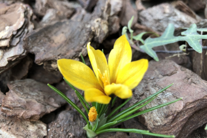 Arbres florits, camps verds i bon temps...ja és aquí la primavera!