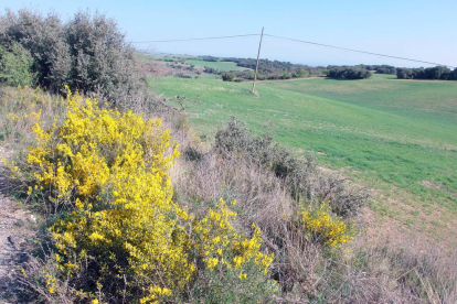 Arbres florits, camps verds i bon temps...ja és aquí la primavera!