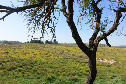 Arbres florits, camps verds i bon temps...ja és aquí la primavera!