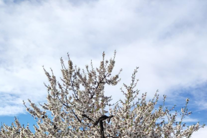 Arbres florits, camps verds i bon temps...ja és aquí la primavera!