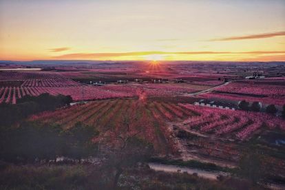 El rosa és més rosa a última hora del dia