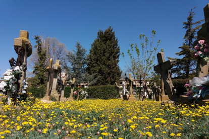 Arbres florits, camps verds i bon temps...ja és aquí la primavera!