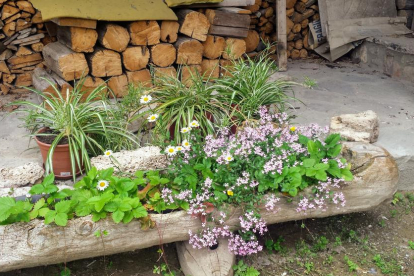 Arbres florits, camps verds i bon temps...ja és aquí la primavera!