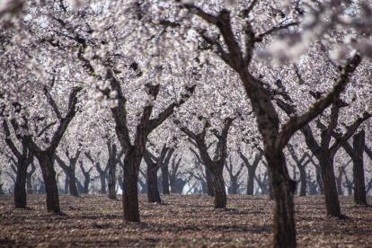 Arbres florits, camps verds i bon temps...ja és aquí la primavera!