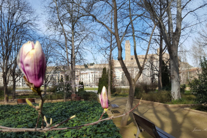 Arbres florits, camps verds i bon temps...ja és aquí la primavera!