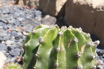 Els cactus també agraeixen la primavera!!!!!