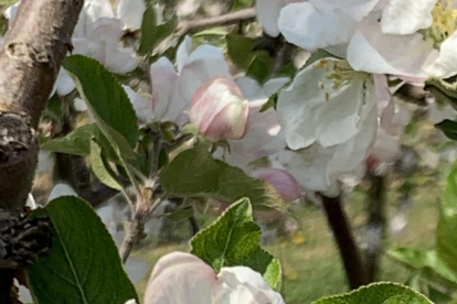 Arbres florits, camps verds i bon temps...ja és aquí la primavera!