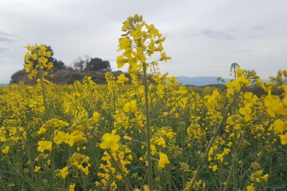 Arbres florits, camps verds i bon temps...ja és aquí la primavera!