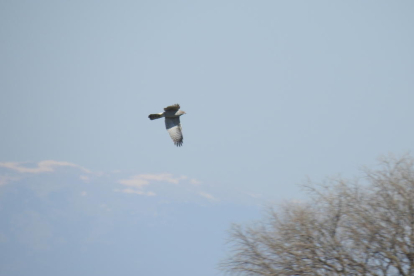 Arbres florits, camps verds i bon temps...ja és aquí la primavera!