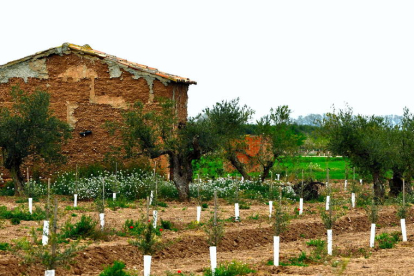 Arbres florits, camps verds i bon temps...ja és aquí la primavera!