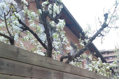 Arbres florits, camps verds i bon temps...ja és aquí la primavera!