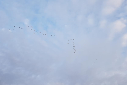 Mil i un ocells donen la benvinguda a la primavera.