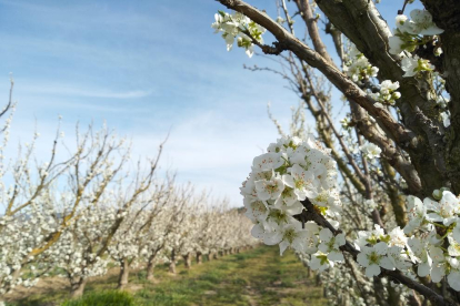 Camps de fruiters a miravet