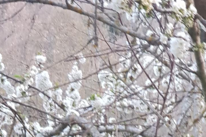 Arbres florits, camps verds i bon temps...ja és aquí la primavera!