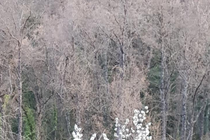 Arbres florits, camps verds i bon temps...ja és aquí la primavera!