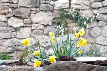 Arbres florits, camps verds i bon temps...ja és aquí la primavera!