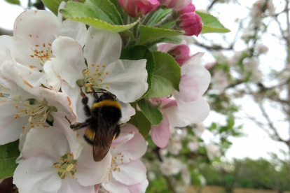 Bombus en malus domestica