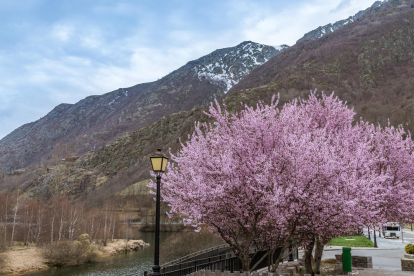 Arbres florits, camps verds i bon temps...ja és aquí la primavera!