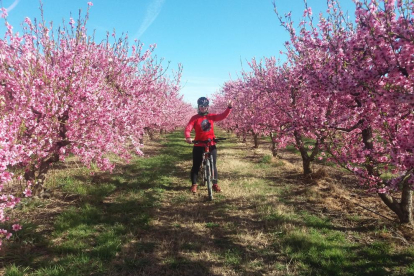 Arbres florits, camps verds i bon temps...ja és aquí la primavera!