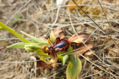 Arbres florits, camps verds i bon temps...ja és aquí la primavera!