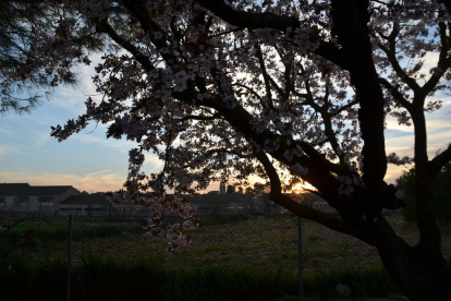 Arbres florits, camps verds i bon temps...ja és aquí la primavera!