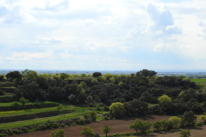 Arbres florits, camps verds i bon temps...ja és aquí la primavera!