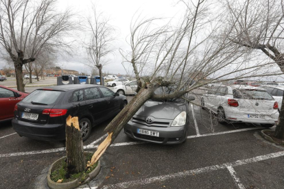 Un arbre va caure ahir sobre un cotxe al pàrquing d'INEFC a Lleida.