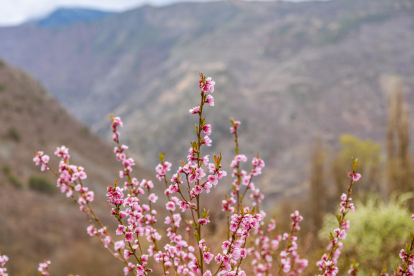 Arbres florits, camps verds i bon temps...ja és aquí la primavera!