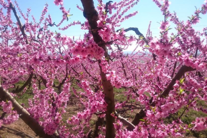 Arbres florits, camps verds i bon temps...ja és aquí la primavera!