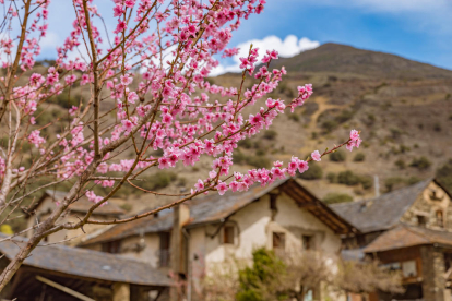 Arbres florits, camps verds i bon temps...ja és aquí la primavera!