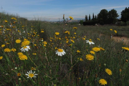 Arbres florits, camps verds i bon temps...ja és aquí la primavera!