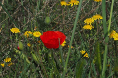 Arbres florits, camps verds i bon temps...ja és aquí la primavera!