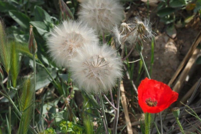 Arbres florits, camps verds i bon temps...ja és aquí la primavera!