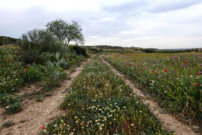 Arbres florits, camps verds i bon temps...ja és aquí la primavera!