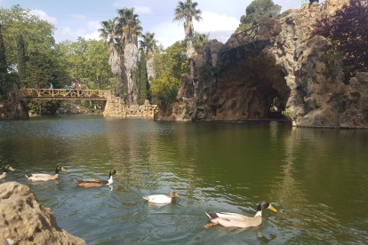 Currua de patos al parc botanic Sama,Magda Bach.