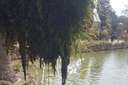 Arbres florits, camps verds i bon temps...ja és aquí la primavera!