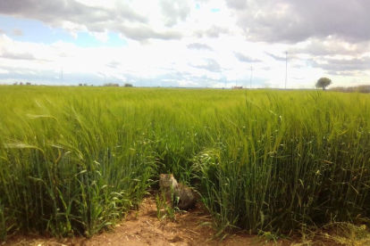 Una foto de un campo de cebada es muy bonito, pero todo mejora con un gato....o una gata en este caso.