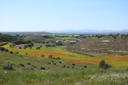 Arbres florits, camps verds i bon temps...ja és aquí la primavera!