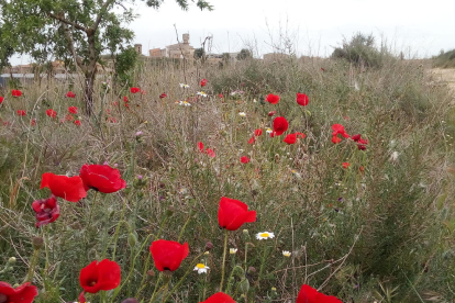 Arbres florits, camps verds i bon temps...ja és aquí la primavera!