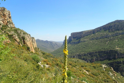 Arbres florits, camps verds i bon temps...ja és aquí la primavera!