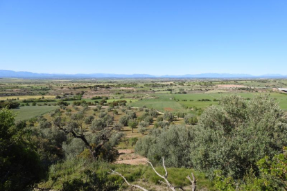 Arbres florits, camps verds i bon temps...ja és aquí la primavera!