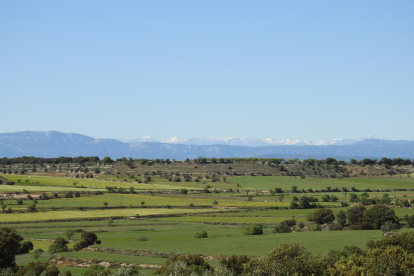 Arbres florits, camps verds i bon temps...ja és aquí la primavera!